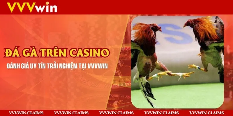 Đá gà trên casino – Đánh giá uy tín trải nghiệm tại Vvvwin